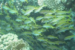 20000618_Abu_Ramada_Nord_0014